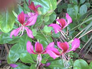 'Orchid' Tree Flowers