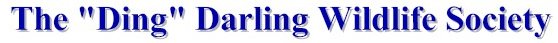 Ding Darling Wildlife Society photo contest