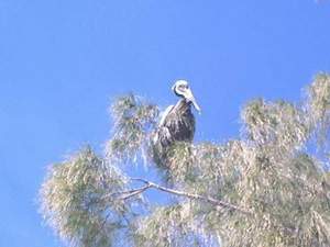Pelican on Sanibel