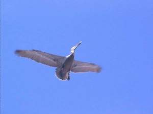 Pelican in flight over Sanibel