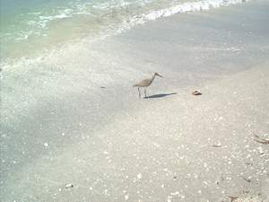 Piper bird on Sanibel