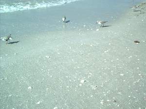 Sandpipers on the Sanibel beach