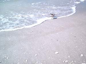 Sandpipers on the Sanibel beach