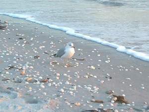 Seagull on Sanibel