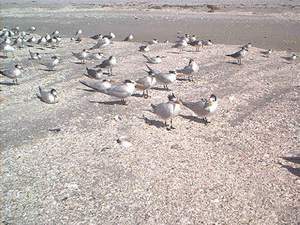 Terns on the Sanibel beach