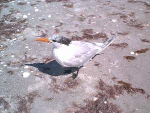 Royal Tern on Sanibel