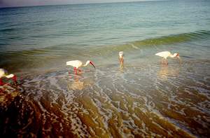 White Ibis on Sanibel