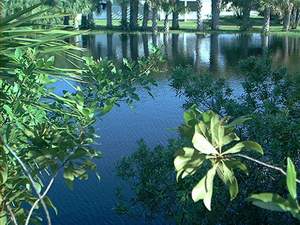 Lake behind home #6 on Sanibel