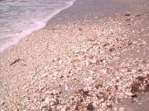 Shells are plentiful on Sanibel