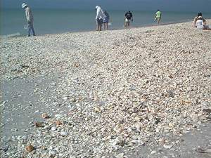 The 'Sanibel Stoop' while shelling