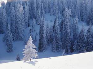 This is not Sanibel - a snowy scene