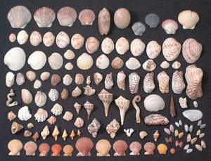 Seashells collected on a Sanibel beach