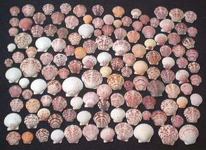 Seashells on a Sanibel beach