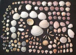 Seashells collected on Sanibel beach, 9th November 2003