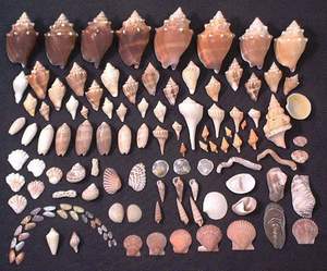 Seashells collected on Sanibel beach, 11th November 2003