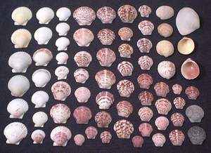 More seashells collected on Sanibel beach, 11th November 2003