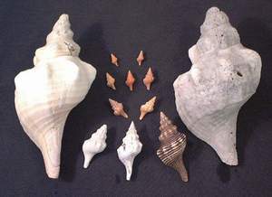 Seashells collected on Sanibel beach, 21st November 2003
