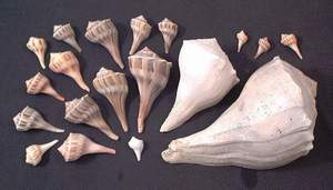 More seashells collected on Sanibel beach, 21st November 2003