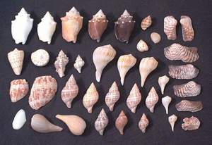 Seashells collected on Sanibel beach, 21st November 2003