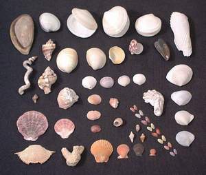 More seashells collected on Sanibel beach, 21st November 2003