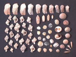 Seashells collected on Sanibel beach, 21st November 2003