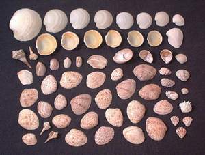 More seashells collected on Sanibel beach, 21st November 2003