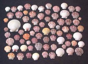 Seashells collected on Sanibel beach, 21st November 2003
