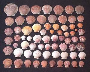 More seashells collected on Sanibel beach, 21st November 2003