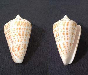 Alphabet cone seashell specimen found on Sanibel Island