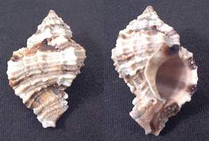Apple murex seashell specimen found on Sanibel Island