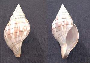 Banded tulip seashell specimen found on Sanibel Island