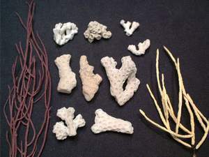 Coral found on Sanibel Island beach