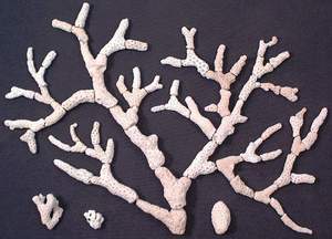 Coral Tree shell arrangement
