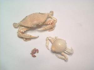 Crab on Sanibel