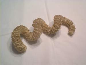Whelk egg case found on Sanibel Island beach