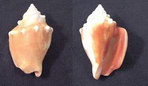 Fighting conch seashell specimen found on Sanibel Island