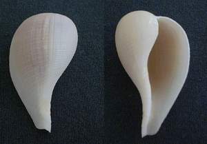 Fig shell specimen found on Sanibel Island