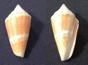 Florida cone seashell specimen found on Sanibel Island