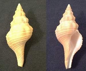 Horse Conch shell