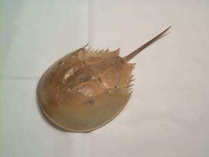 Horseshoe crab found on Sanibel Island beach