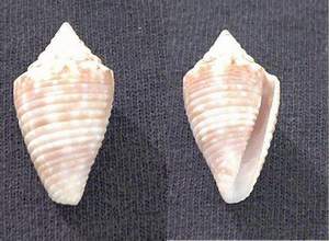 Jasper cone seashell specimen found on Sanibel Island