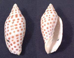 Junonia shell