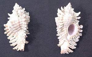 Lace murex seashell specimen found on Sanibel Island
