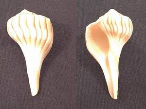 Lightning whelk seashell specimen found on Sanibel Island