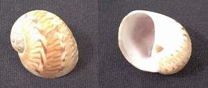 Nautica seashell specimen found on Sanibel Island
