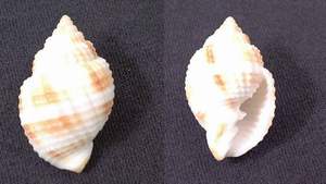 Nutmeg seashell specimen found on Sanibel Island