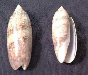 Olive shell specimen found on Sanibel Island