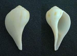 Pear whelk seashell specimen found on Sanibel Island