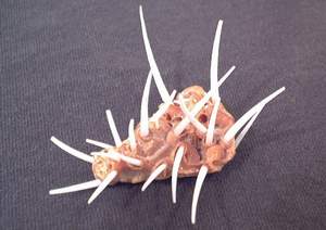 Pin Cushion shell arrangement