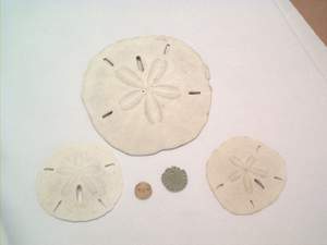 Sand dollar found on Sanibel Island beach